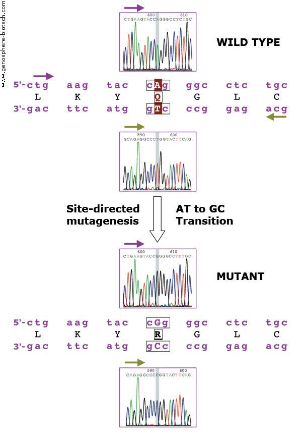 Site-directed mutagenesis.